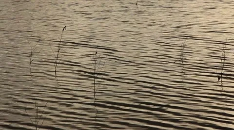 Lake water ripple texture Stock Footage 50728465