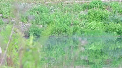 Lake water selective focus real time video Stock Footage 278266545