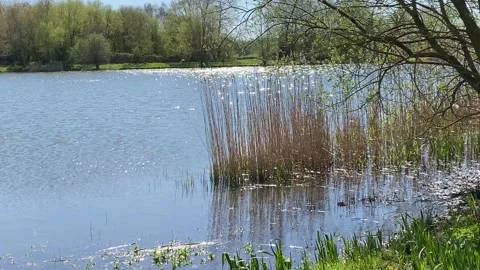 Lake Water Sparkling Stock Footage 239091833