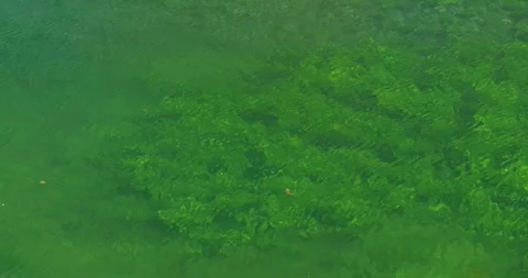 Lake water surface with visible vegetation from above 스톡 동영상 332550076