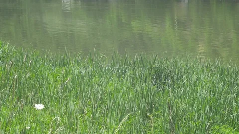 Lake water waving with grass, windy, close up by Pakito. Stock Footage