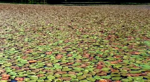 Lake Watershield Stock Footage 298107067