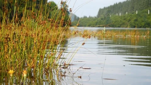 Lake waves Stock Footage 157880164