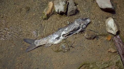 Lake waves wash over dead gutted fish on sandy shore Vídeos de archivo 114620428