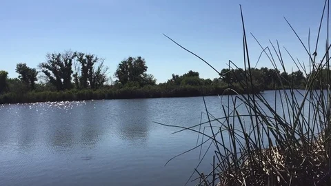 Lake with Weeds in Forground Stock Footage 75592973