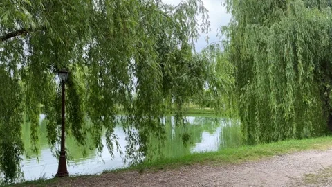 Lake with weeping willows in the city park Stock Footage 276880211
