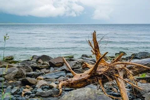 Lake with the wet root of an old tree snag Stock Photos