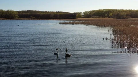 The lake on which ducks. Shooting with quadrocopter Stock Footage 130096740