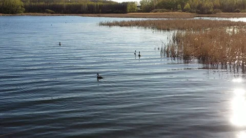 The lake on which ducks. Shooting with quadrocopter Stock Footage 130096751