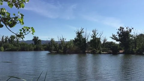 Lake with Wildlife Stock Footage