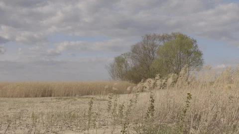 Lake wind Bank clouds summer landscape Video stock 130067401