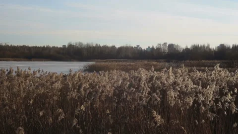 Lake in winter Stock Footage 87351230