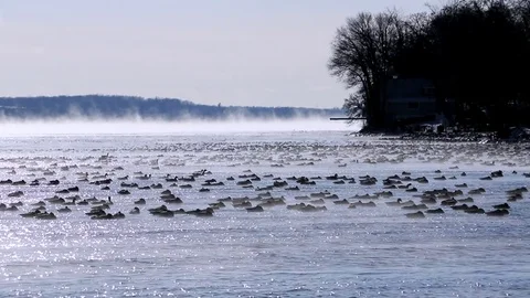 Lake In Winter Geese Floating Migrating Vídeo Stock 83832951