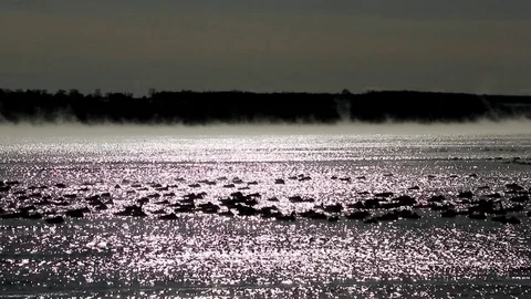Lake In Winter Steam Clouds Wind Howling with Geese ND Filter Stock Footage 83997583
