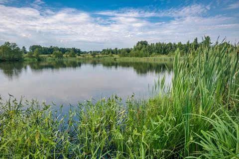 A lake without waves on its surface and banks overgrown with aquatic plants. Stock Photos