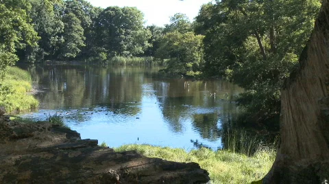 Lake in the woods Stock Footage 768725
