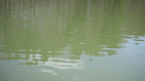 Lake of the Woods Stock Footage 49732747