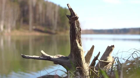 Lake of the Woods Stock Footage 49732749