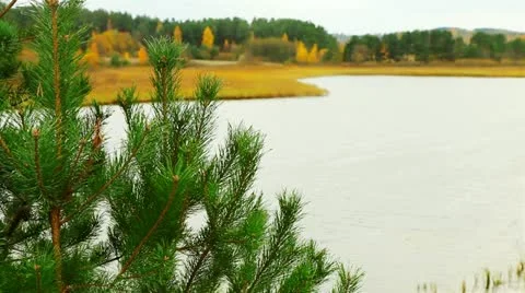 Lake. young spruce. 스톡 동영상 12555913