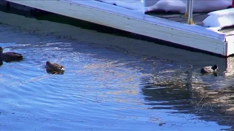 LakeArrowhead ducks-24 Stock Footage 982645