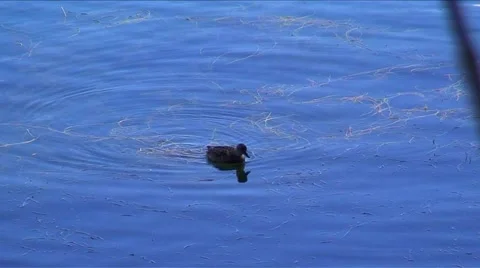 LakeArrowhead ducks-24B Stock Footage 982612