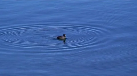 LakeArrowhead ducks-25 Stock Footage 982649