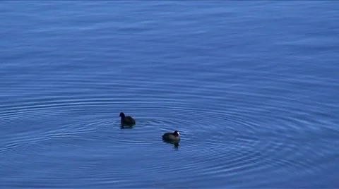 LakeArrowhead ducks-25B Stock Footage 982581