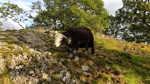 Lakedistrict Herdwick sheep Video stock 219047960