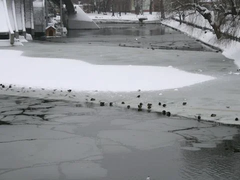 LakeDuck Stock Photos