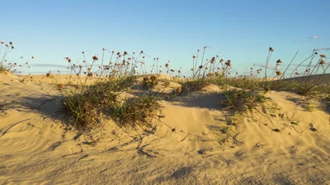 Lakefront Establishing Shot over the Dune undergrowth. Video stock 152167804