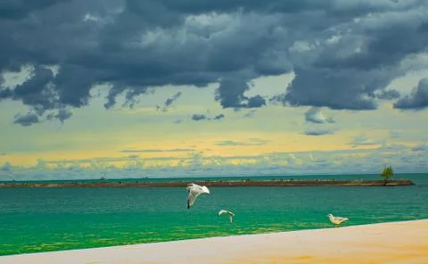 Lakefront Seagulls 写真素材