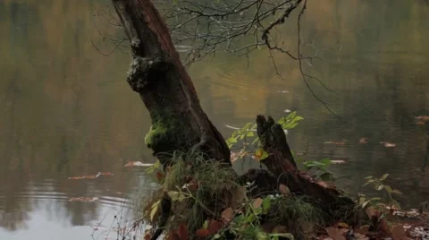Lake.Rain.Autumn Stock Footage 43253933