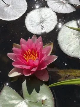 LAKEROSES Foto stock