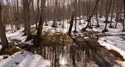 Lakes in a beautiful winter forest. Khyzy region. Azerbaijan. Stock Photos