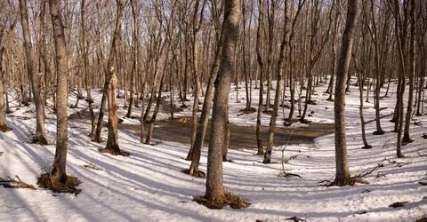 Lakes in a beautiful winter forest. Stock Photos