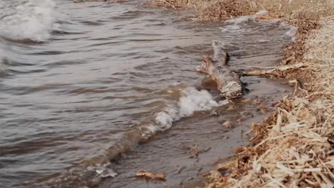 Lakeshore 02 Stock Footage 265755704