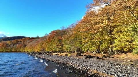 Lakeshore | Autumn Trees | Gentle Waves | Nature - 4K Aerial Video Stock Footage 329052739