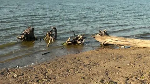 Lakeshore Driftwood Stock Footage 12732162