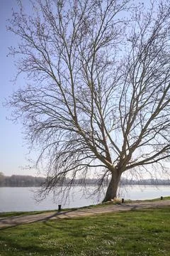 Lakeshore with a sycamore maple Stock Photos