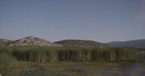 Lakeside and reeds Stock Footage 166366051