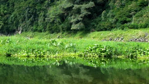 The lakeside area is filled with green grass and natural vegetation Stock Footage 306662767