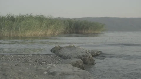 A lakeside beach with lapping waves and swaying reeds Stock Footage 239097559