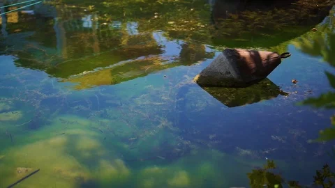 Lakeside, a blue pond Stock Footage 92852842