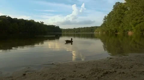 Lakeside camera slide Video stock 11800206