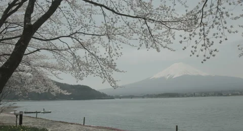 Lakeside cherry tree 4k  non color graded (4000x2160) 스톡 동영상 49835468