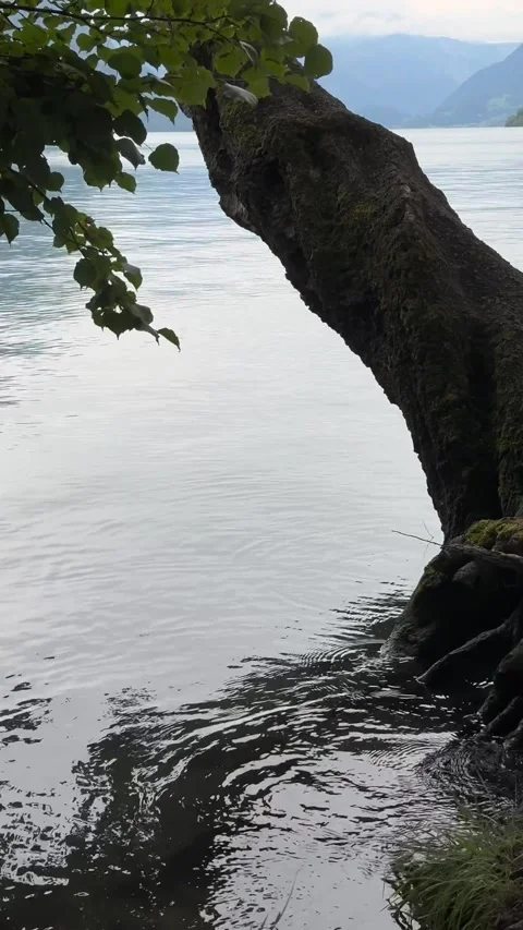 Lakeside clear clean water tree with roots submerged, vertical video Switzerland Stock Footage 341559891