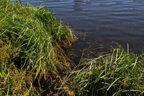 A lakeside with dense grass and tree leaves Stock-Fotos