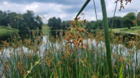 Lakeside Foliage Close Focus Stock Photos