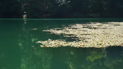 Lakeside in the forest Stock Footage 92853297