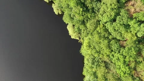 Lakeside forest Stock Footage 254603449